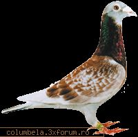 discuti generale